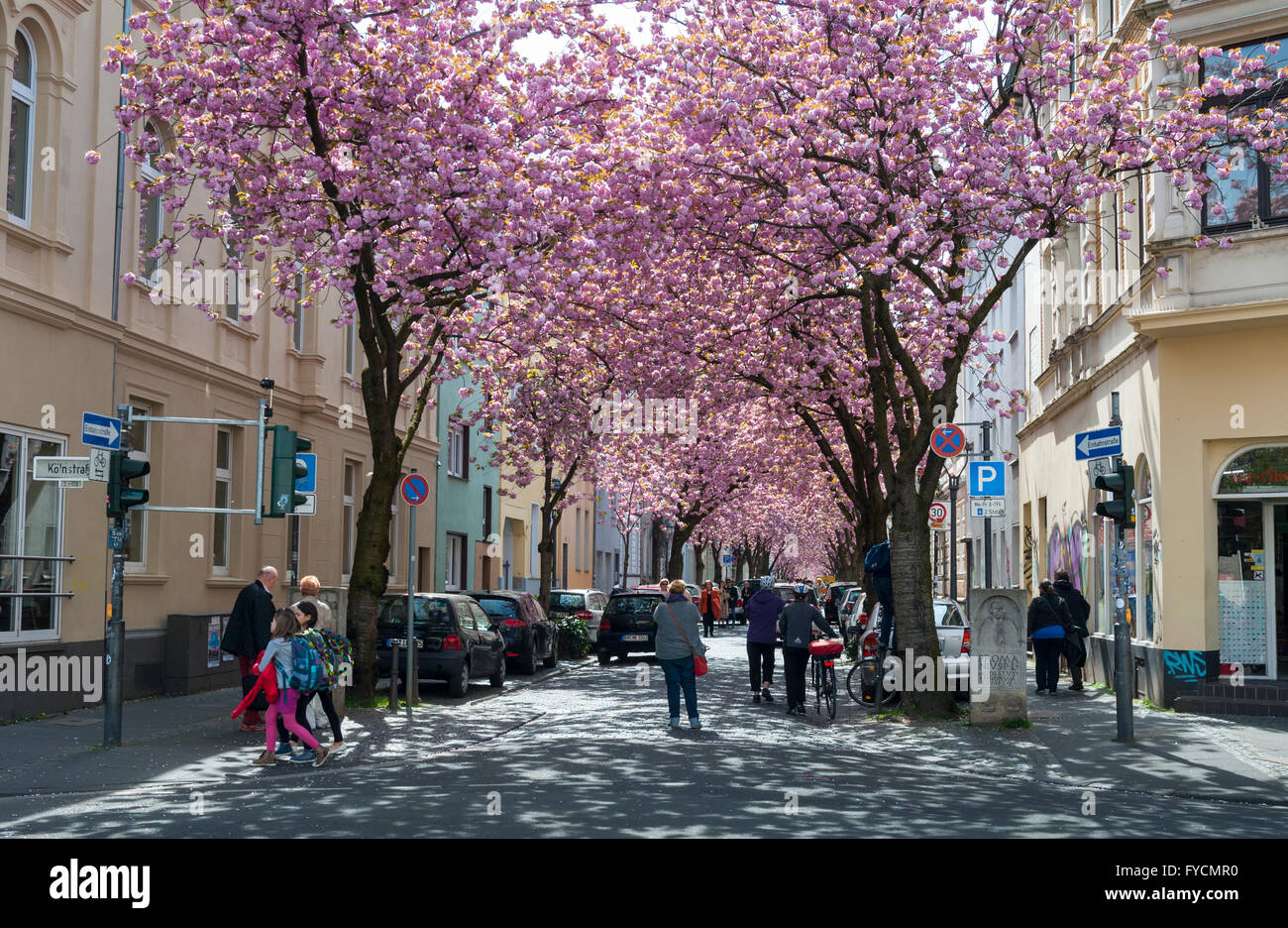 Fiore di Ciliegio tempo nella Città Vecchia di Bonn, NRW, Germania Foto Stock