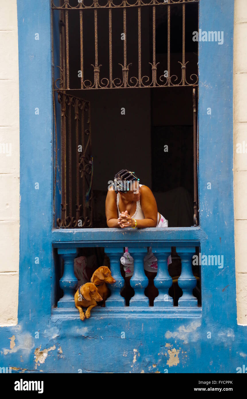Una donna che guarda fuori dalla finestra con i suoi due cani a l'Avana, Cuba Foto Stock