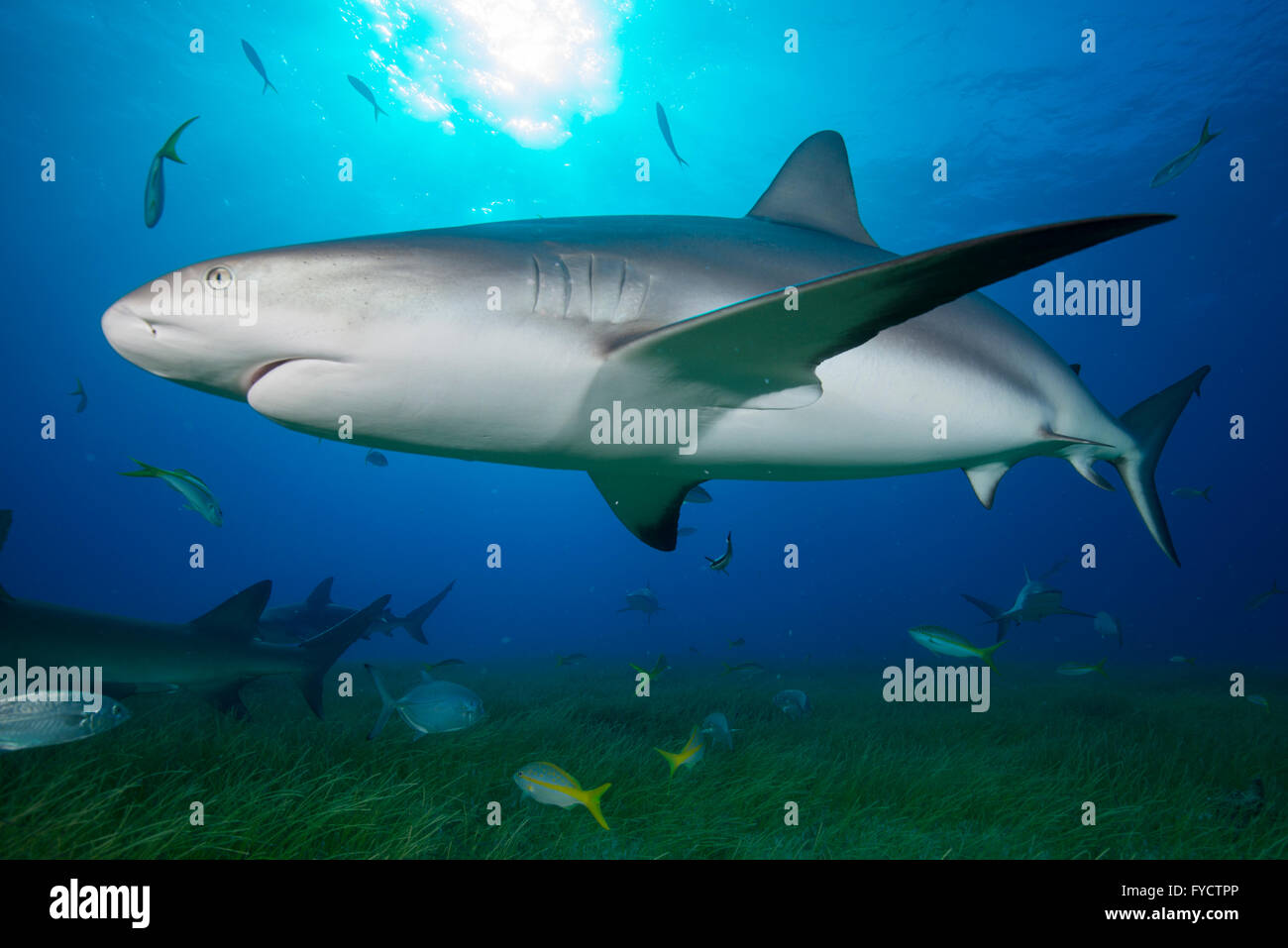 Caribbean reef shark Carcharhinus perezi, nuoto su piante fanerogame, Bahamas Foto Stock