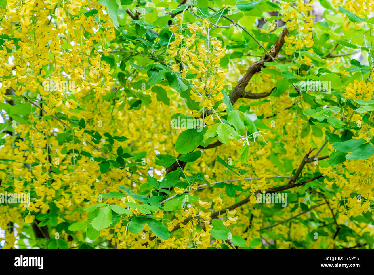 Fiori di colore giallo di un maggiociondolo in piena fioritura di primavera Foto Stock