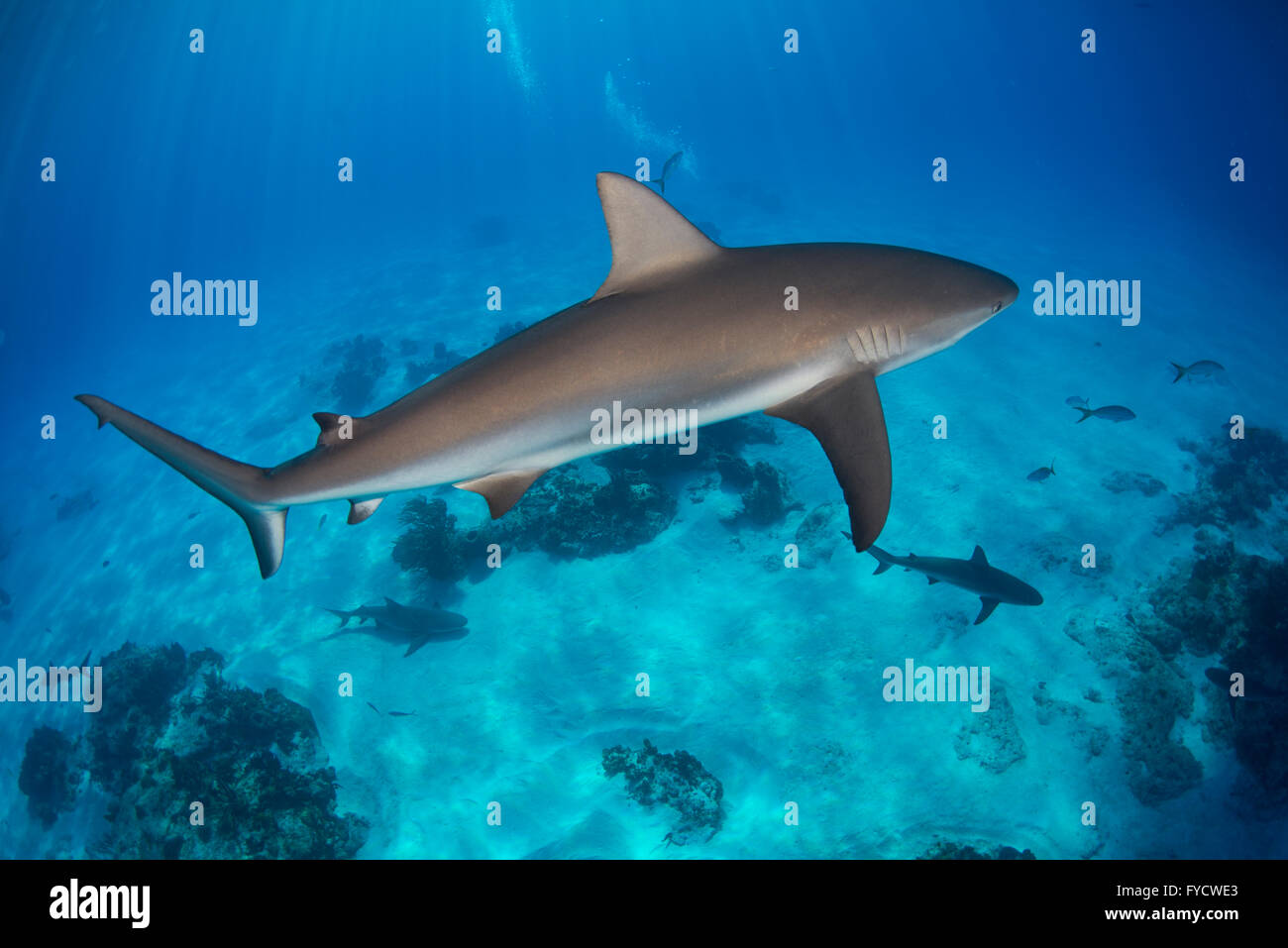 Caribbean reef shark Carcharhinus perezi, nuoto, Bahamas Foto Stock