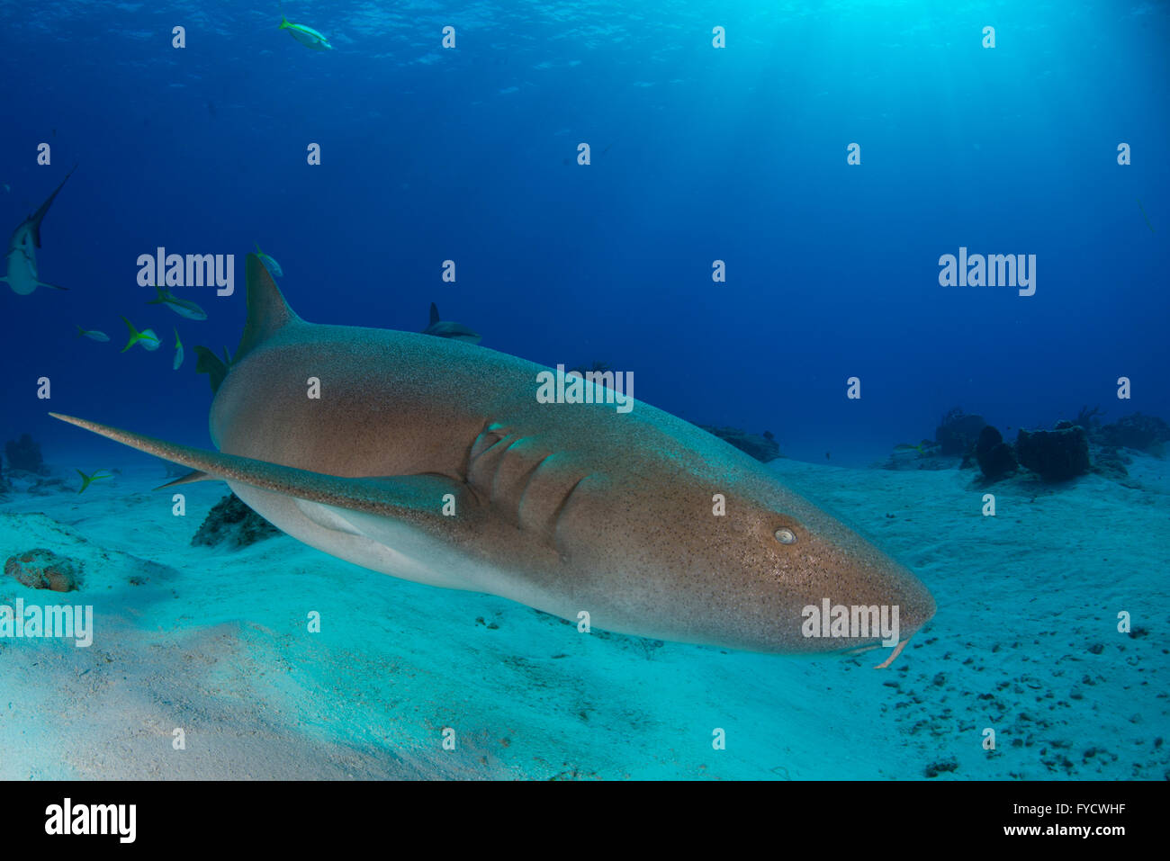 Squalo nutrice, Ginglymostoma cirratum, nuoto, Bahamas Foto Stock