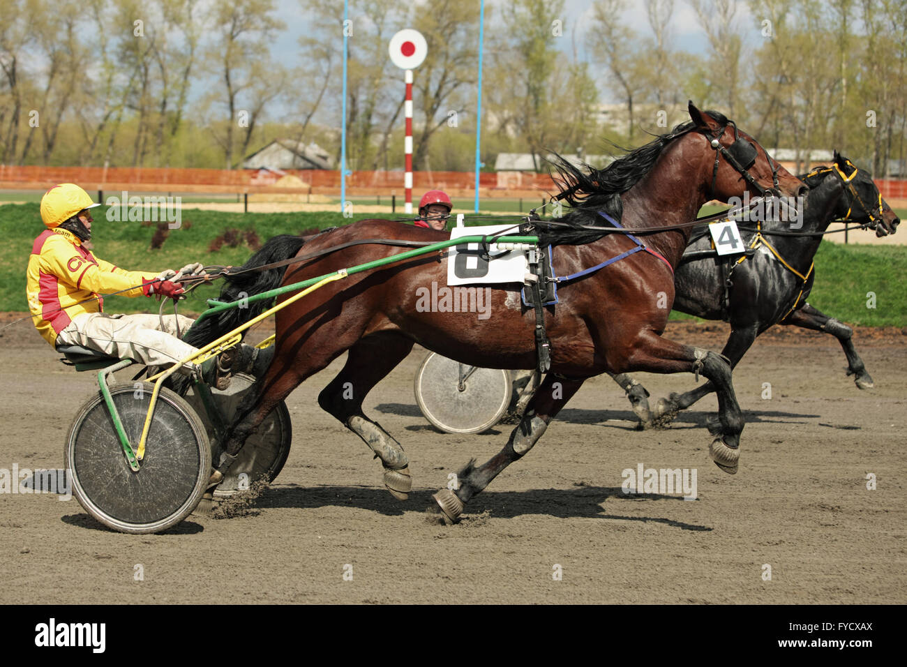 Cablaggio ippodromo trotter horse racing event Foto Stock