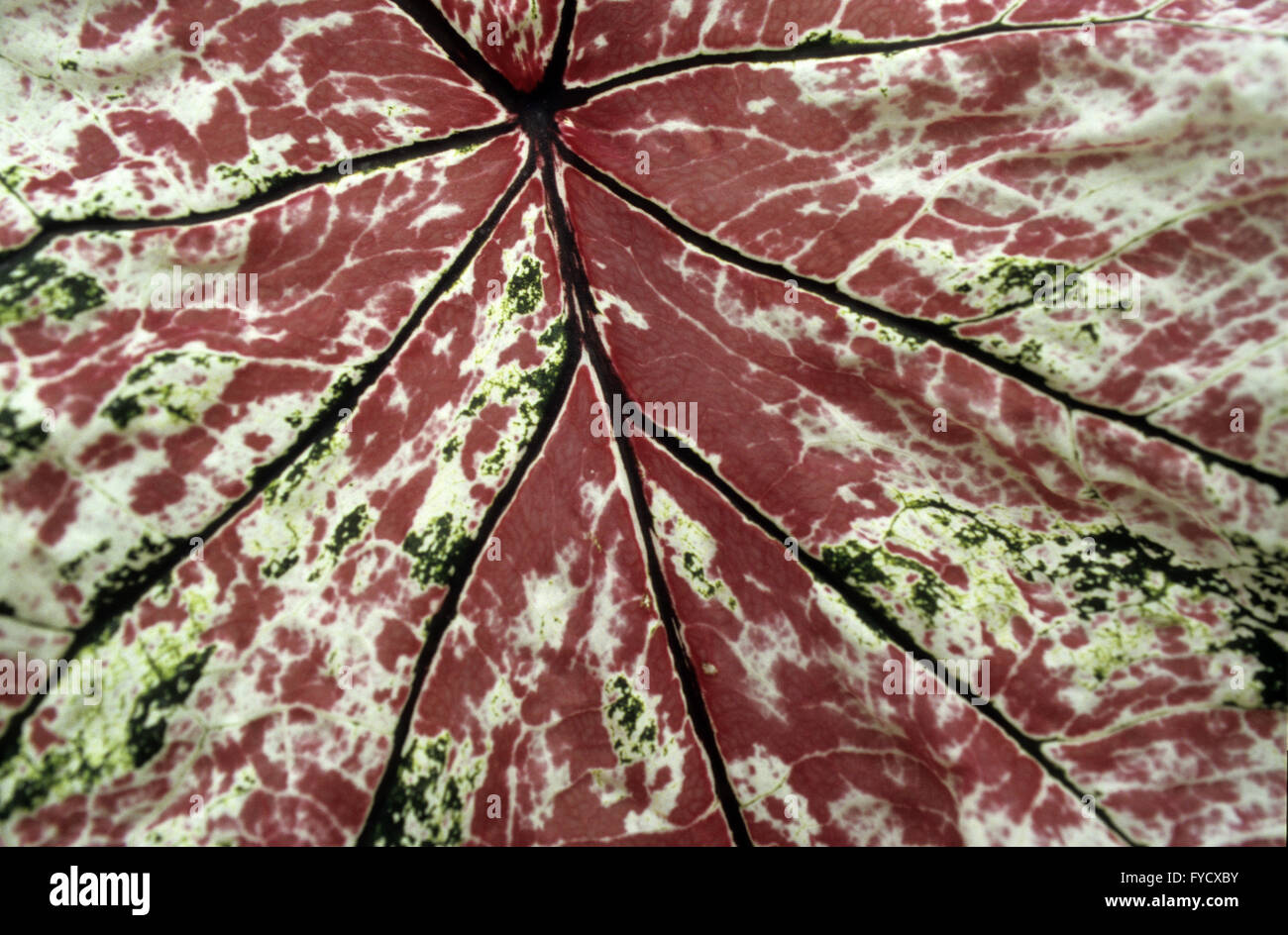 Strutture in una foglia Foto Stock