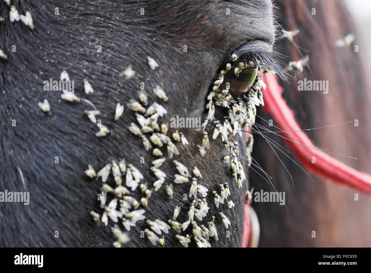 Sciami di mosche alimentare sul umidità secrezioni prodotte dai condotti lacrimali di un cavallo gli occhi. Foto Stock