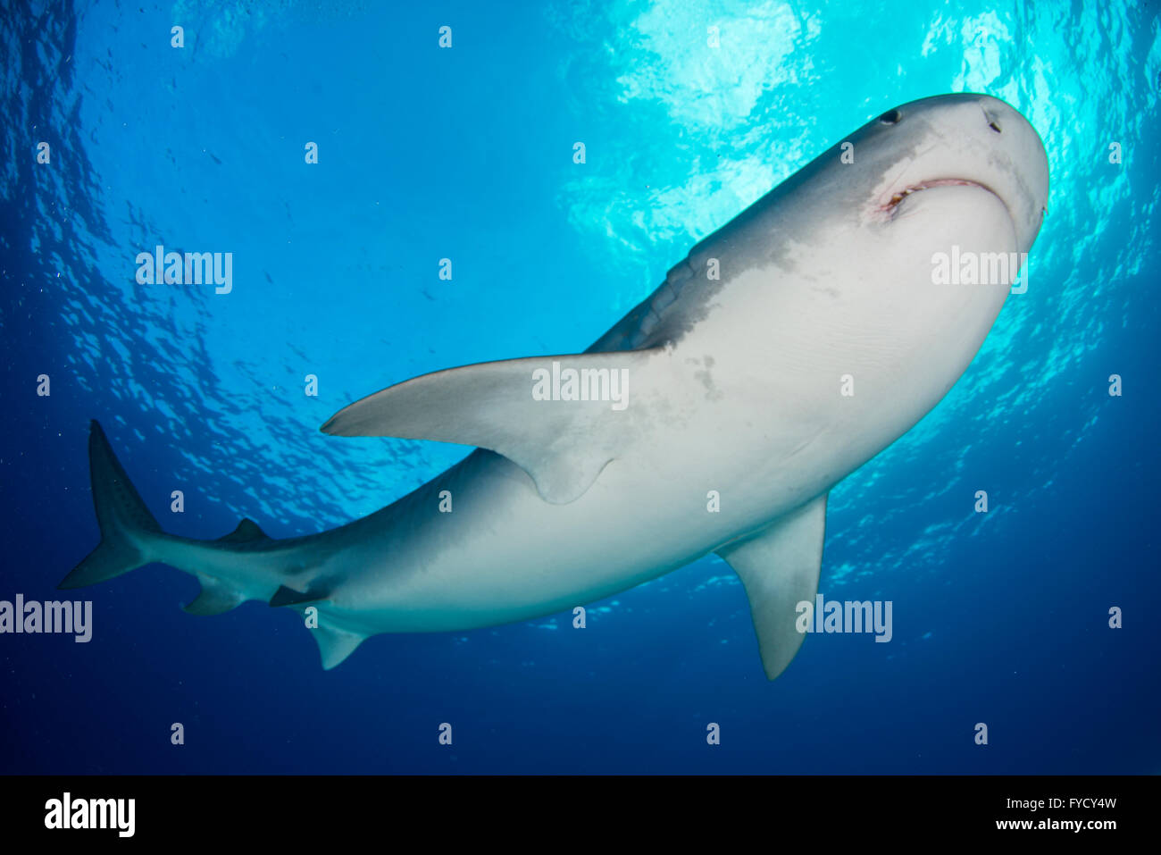 Tiger Shark, Galeocerdo cuvier, parte inferiore, Bahamas Foto Stock