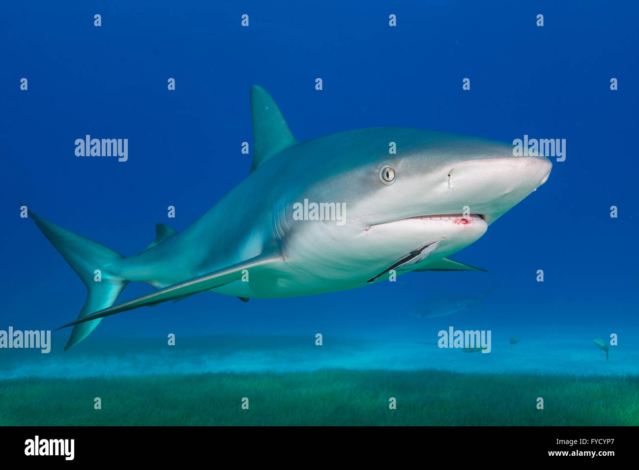 Caribbean reef shark Carcharhinus perezi, nuoto su piante fanerogame, Bahamas Foto Stock