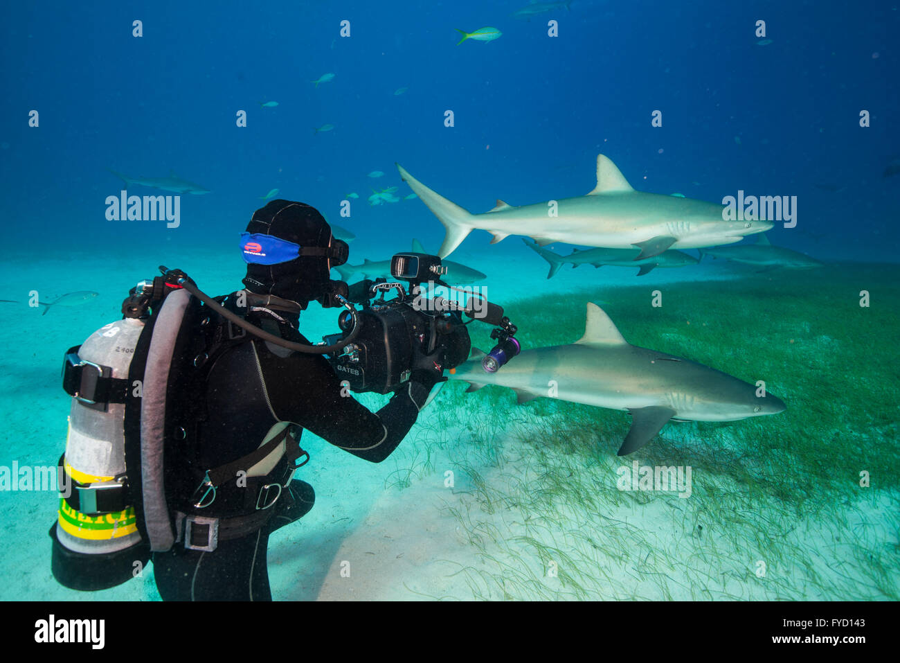 Videografo squali di tiro, Bahamas Foto Stock