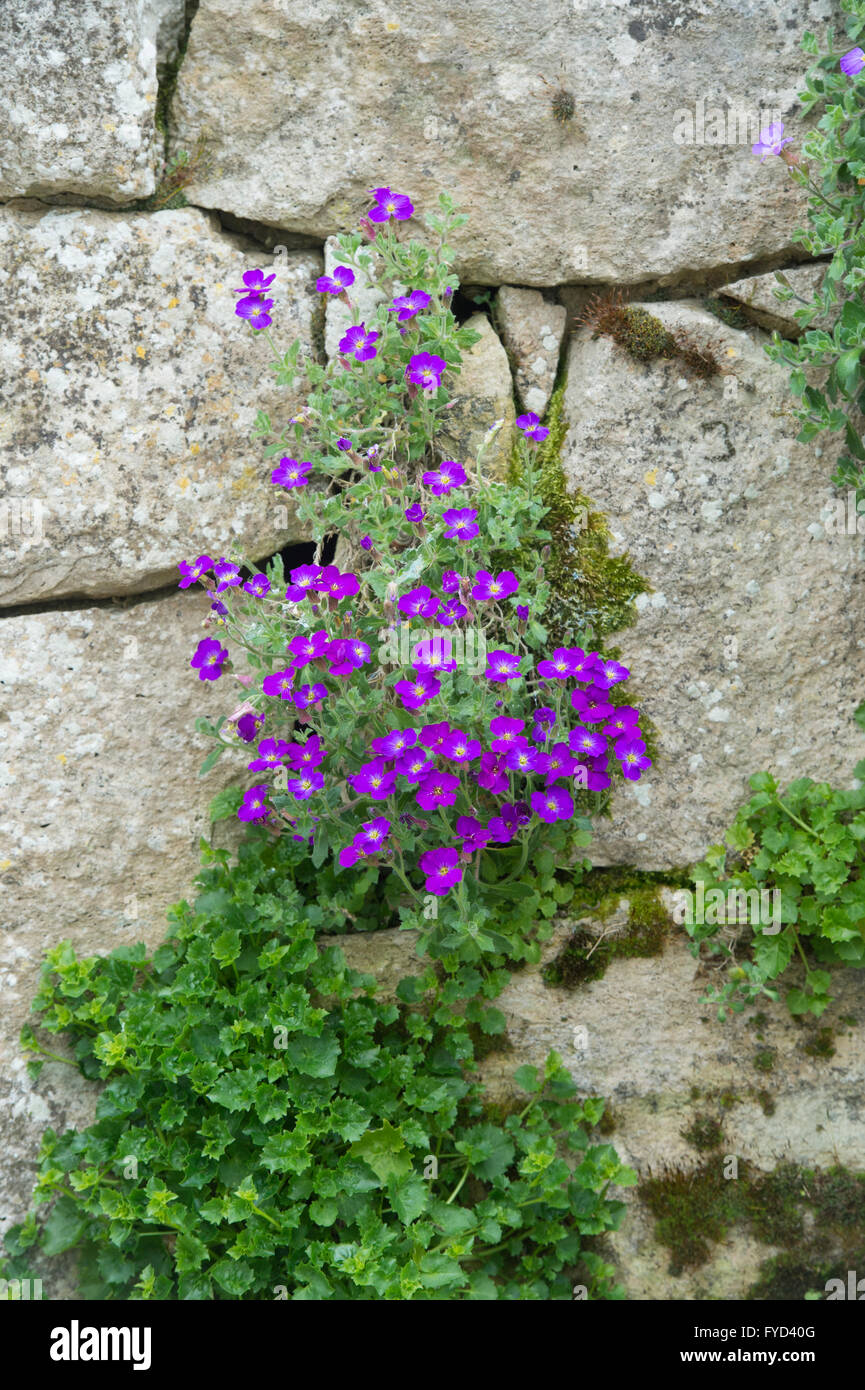 Aubrieta medico muli fiore su un rockery muro di pietra. Regno Unito Foto Stock
