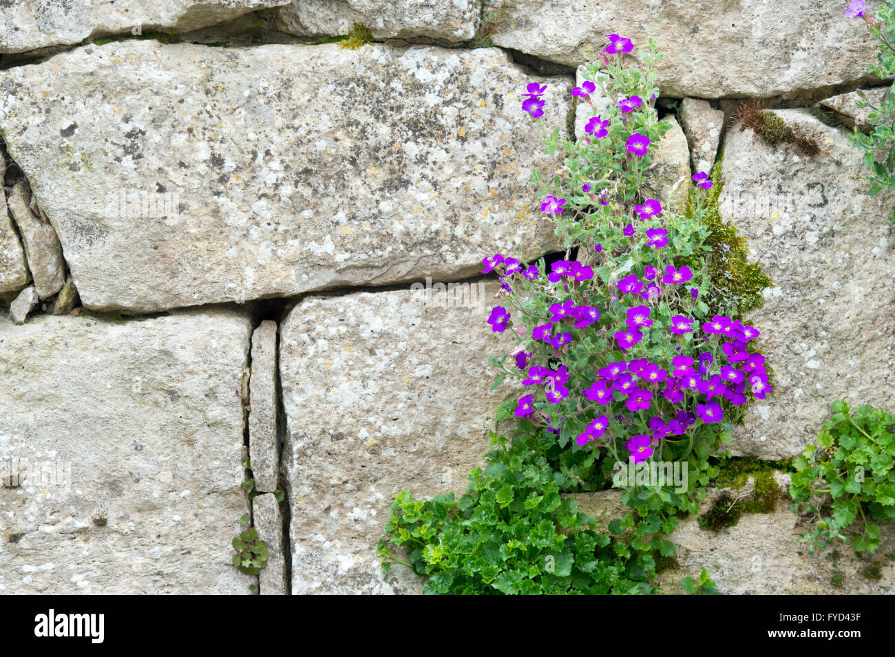 Aubrieta medico muli fiore su un rockery muro di pietra. Regno Unito Foto Stock