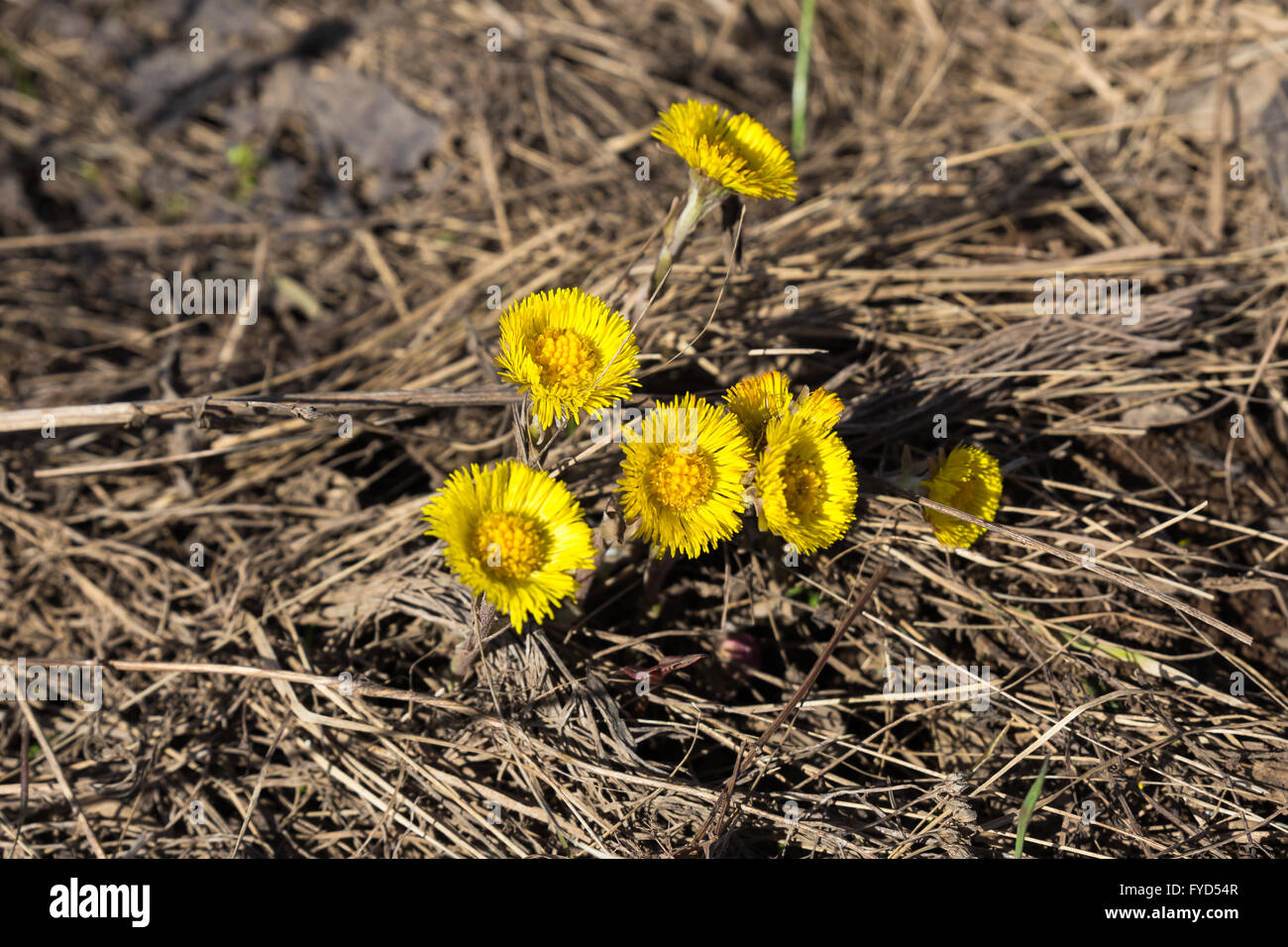 Primi fiori di primavera madre e matrigna Foto Stock