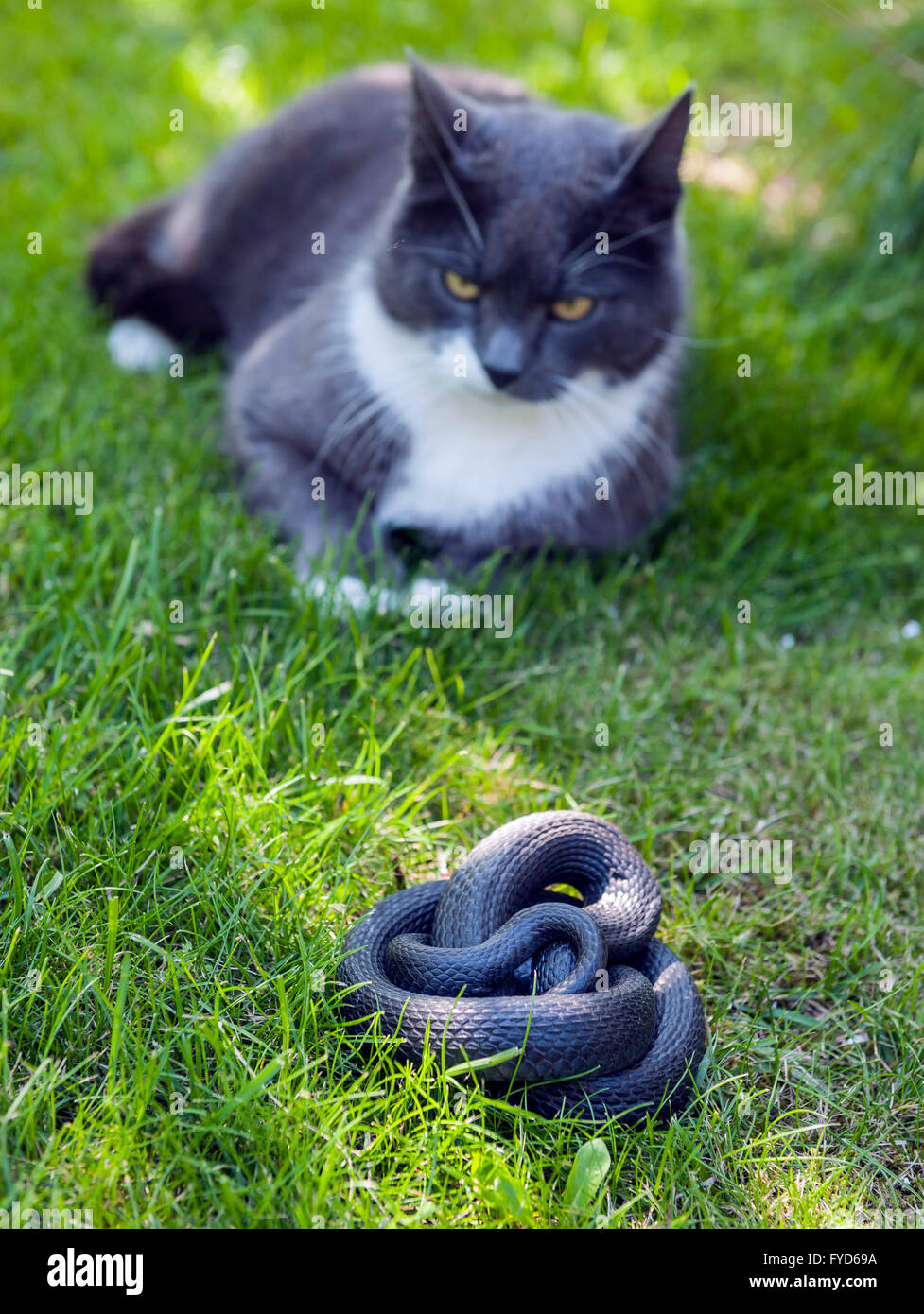 Gatto e la biscia Foto Stock