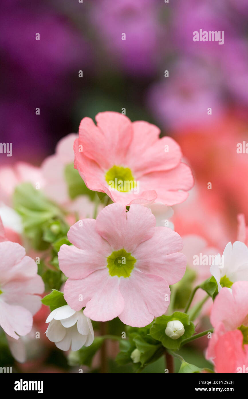 Primula obconica Libre gruppo. Il tedesco primrose fiori che crescono in un ambiente protetto. Foto Stock