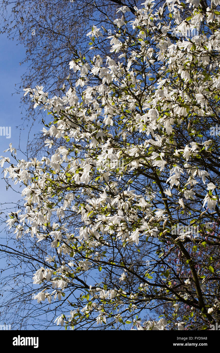 Fiore di magnolia in primavera contro un cielo blu. Foto Stock