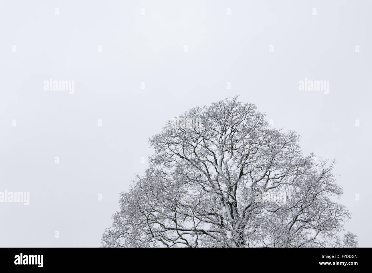 Grande albero cielo nuvoloso nero e sfondo bianco in inverno Foto Stock