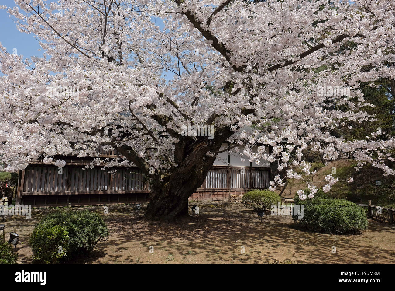 Il più antico Somei Yoshino albero ciliegio che è stato piantato nel 1882 è  visto a Hirosaki Park in Hirosaki, nella prefettura di Aomori, Giappone, 25  aprile 2016. Hirosaki Park, con oltre