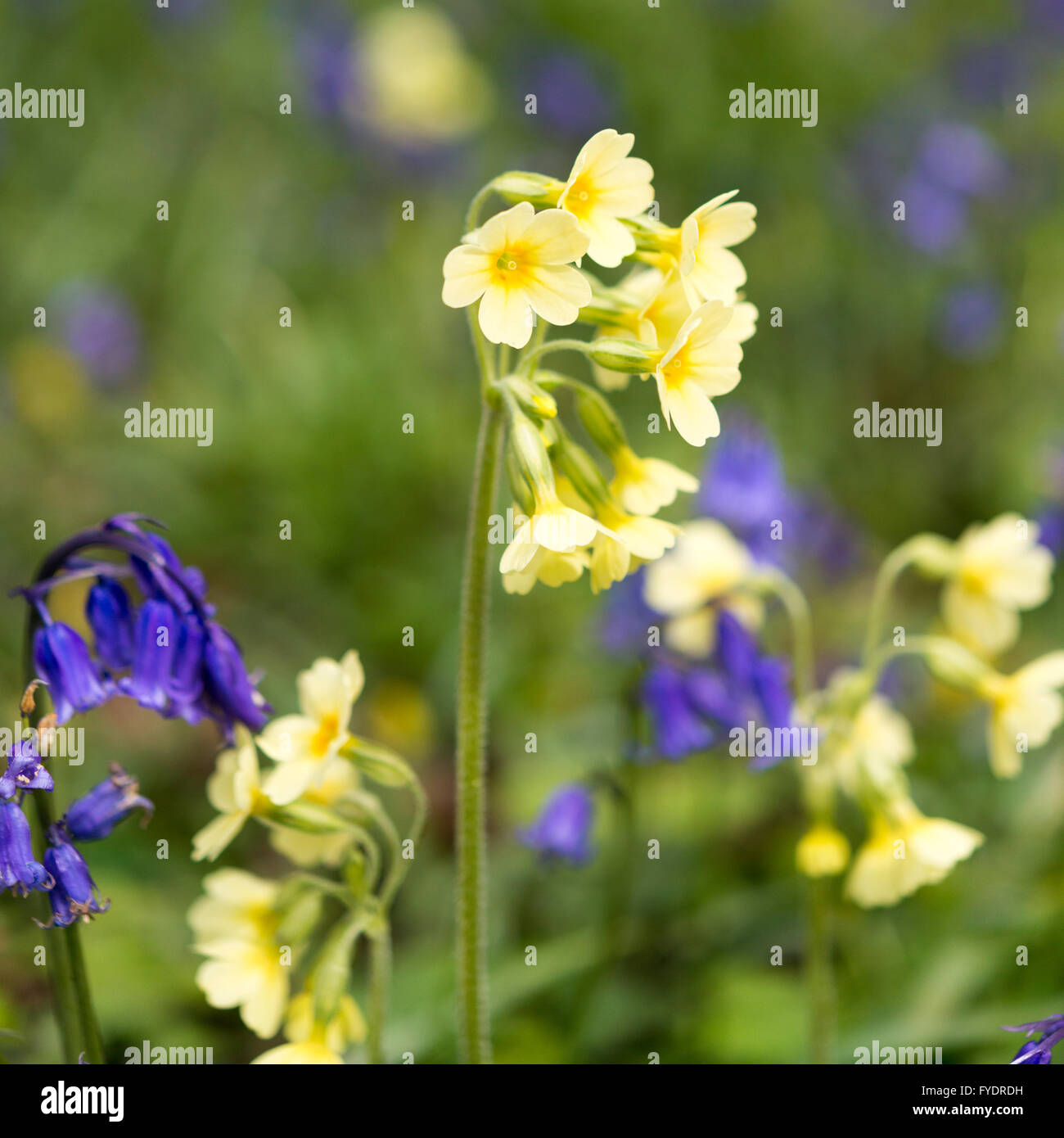 Hayley legno, Longstowe, Cambridgeshire, Regno Unito il 26 aprile 2016. Bluebells moquette del pavimento del bosco antico come il tempo rimane freddo con docce invernale attraverso l'Est dell'Inghilterra. Hayley legno è creduto di essere vecchio 800 anni ed è una riserva naturale e un bosco di antichi siti di particolare interesse scientifico. Essa è la casa di abbondante flora e fauna ed è uno dei pochi siti nel Regno Unito dove oxlips ancora crescere. Credito Eales Julian/Alamy Live News Foto Stock