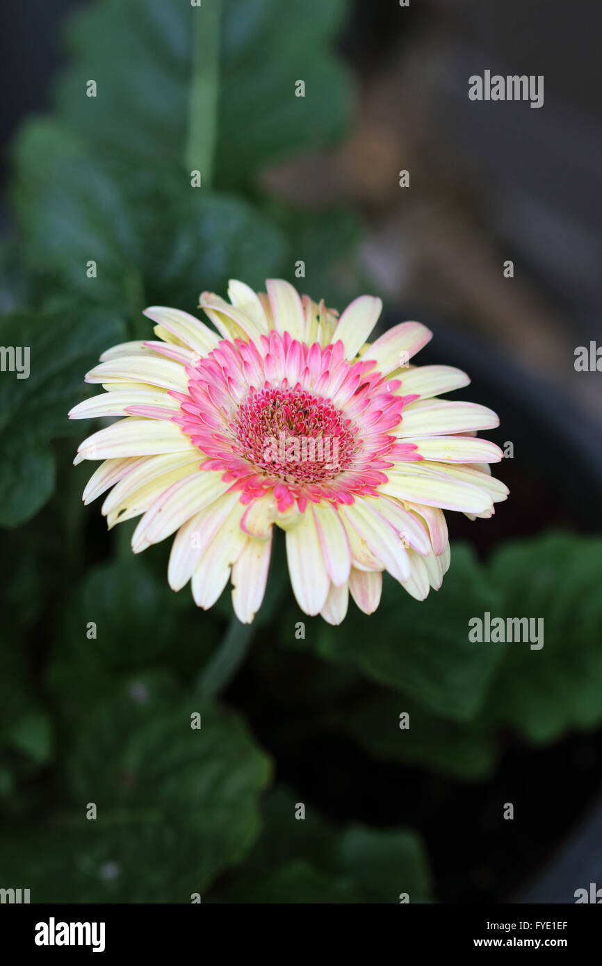 Close up di Gerbera jamesonii - esplosione di colori - isolato Foto Stock