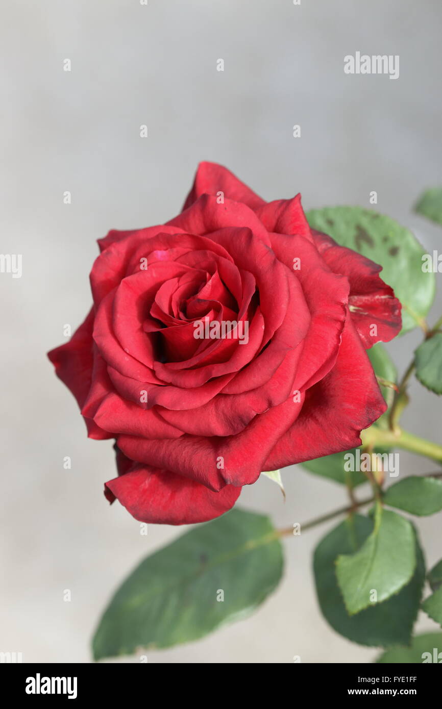 Chiusura del singolo Red Rose in piena fioritura Foto Stock