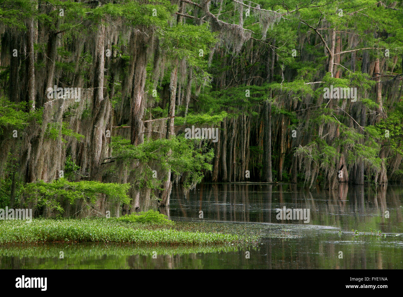 Cypress swamp intorno a caddo Lake State Park vicino incerta, Texas. Foto Stock