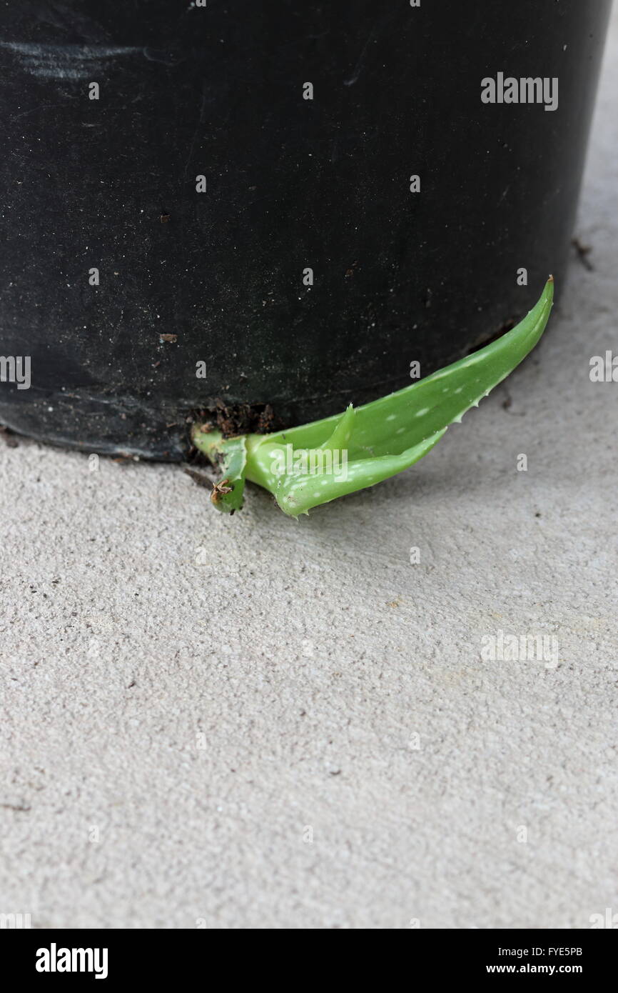 Close up di offset Aloe vera cuccioli crescono sotto la pentola Foto Stock