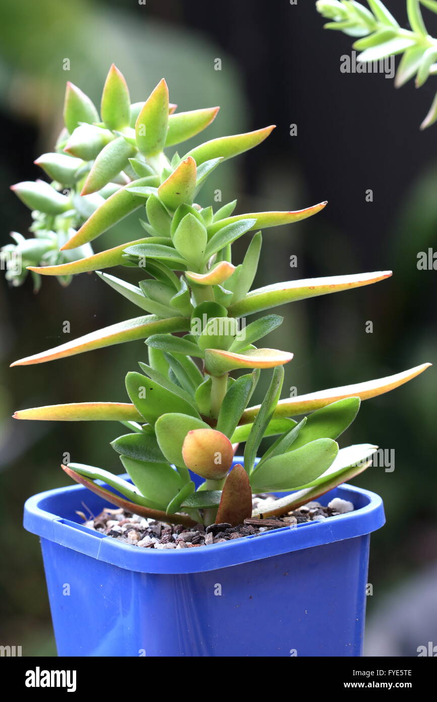 Close up Crassula Capitella Campfire succulente che crescono in una pentola Foto Stock