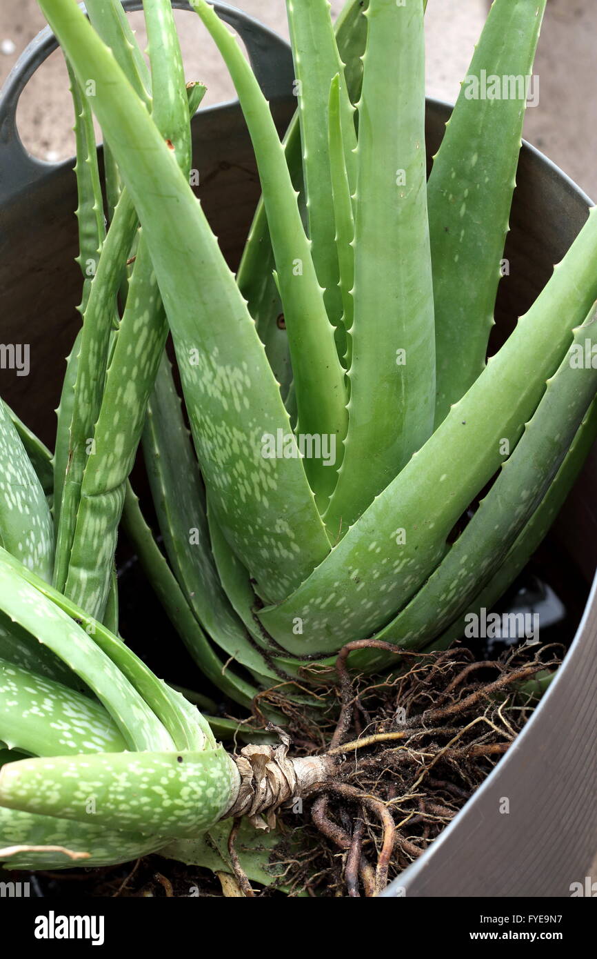 Close up oh sano cercando Aloe vera con cuccioli pronto per essere diviso e piantate in un altro vaso Foto Stock