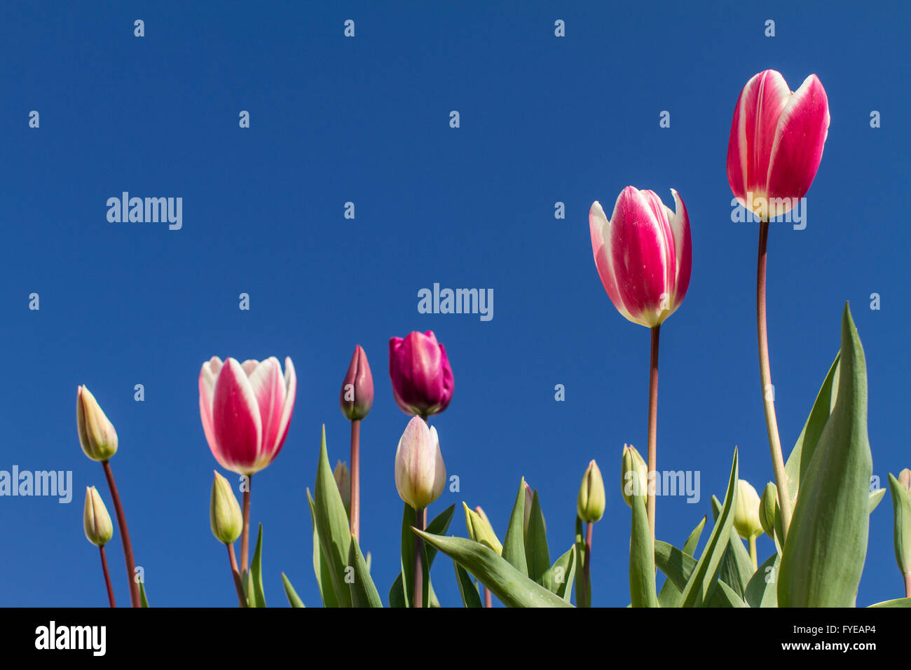 Sorprendente tulipani rosa contro vivid blue sky con foglie verdi. Foto Stock