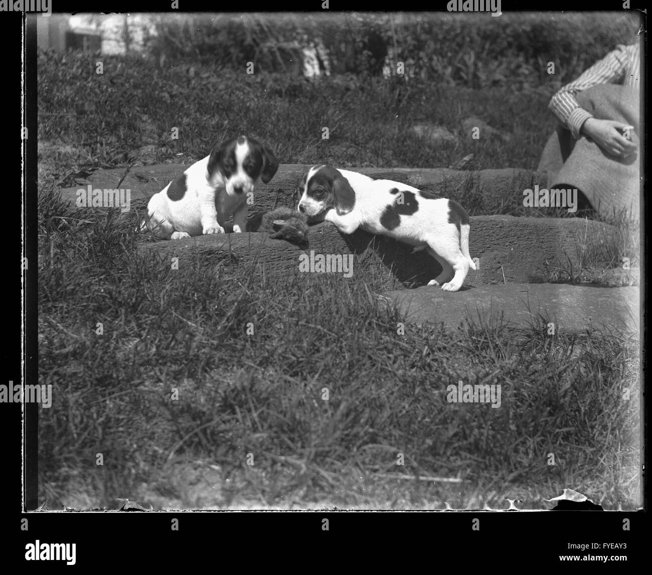 Fotografia vittoriano di cuccioli al di fuori in Fallston, Maryland. Foto Stock