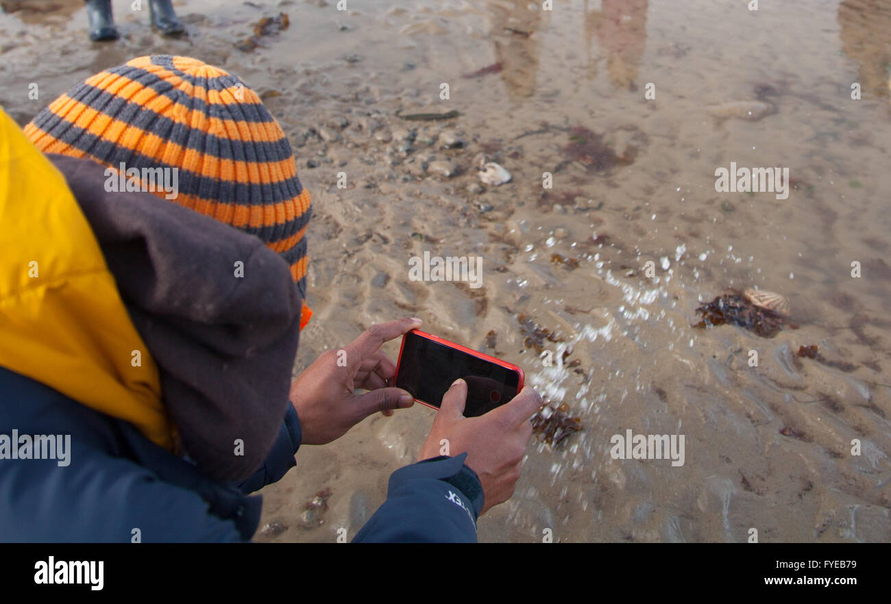 Un uomo tenendo iphone foto di un live smerlo / chiusura valve rapidamente e spruzzi di acqua in acque poco profonde a bassa marea Foto Stock