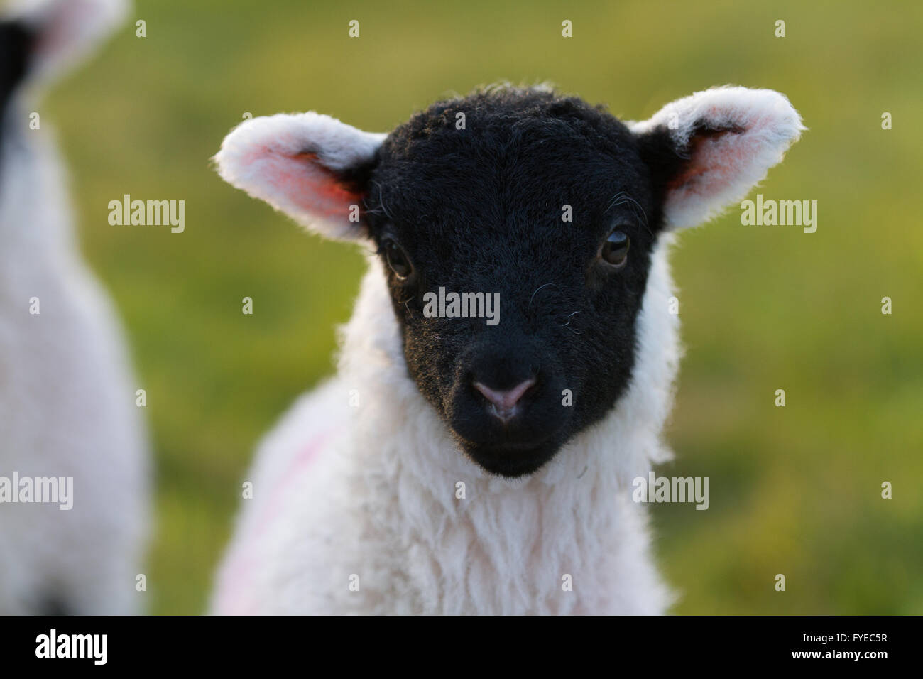 Carino colpo di testa di un agnello swaledale con un totalmente nero testa. Foto Stock