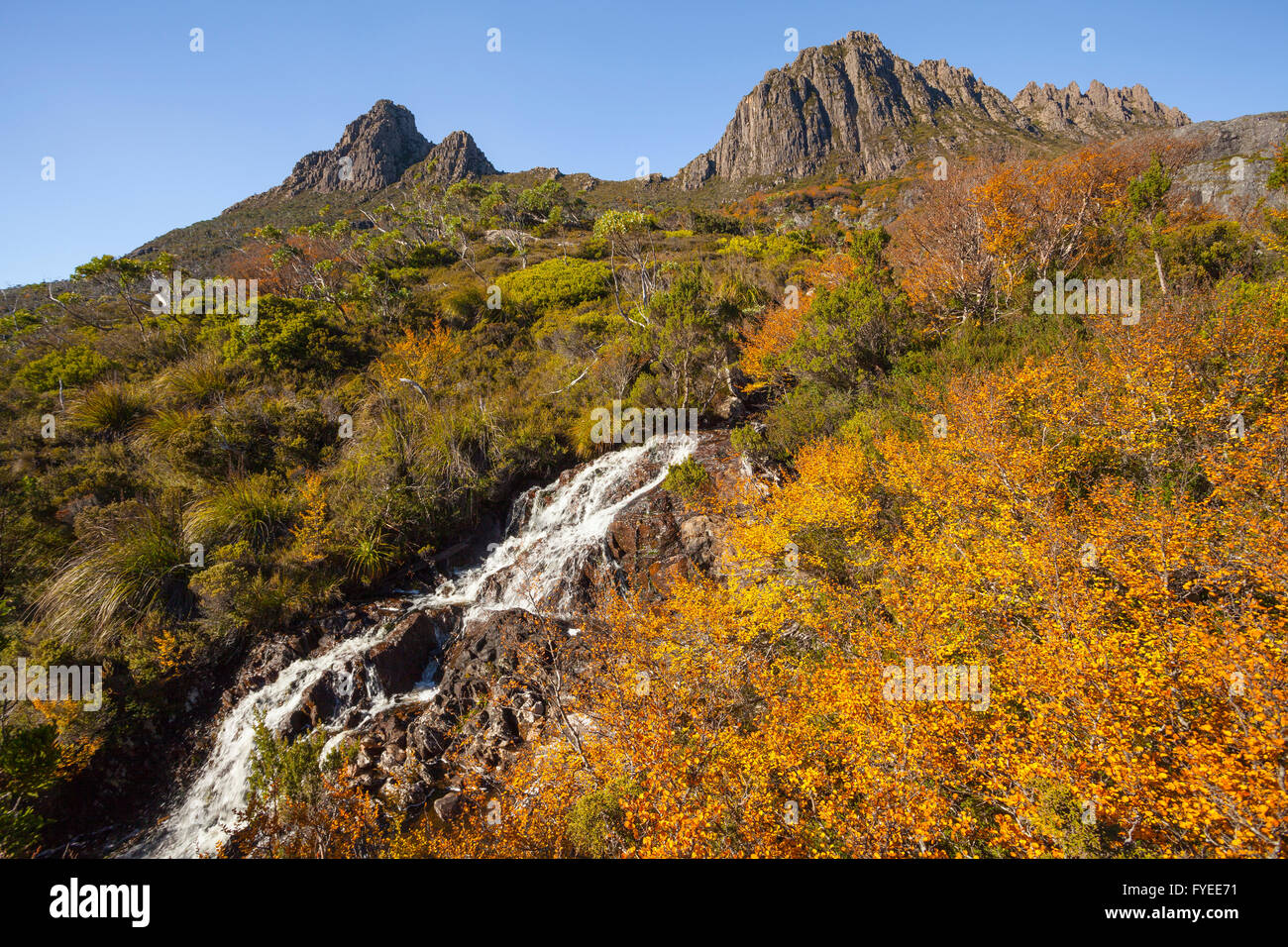 Creek a cascata verso il basso dalla base della montagna - Cradle Mountain Lake St Clair N.P - Tasmania Foto Stock