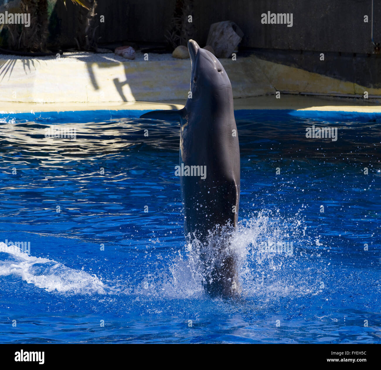 Dolphin saltare fuori dall'acqua di mare Foto Stock