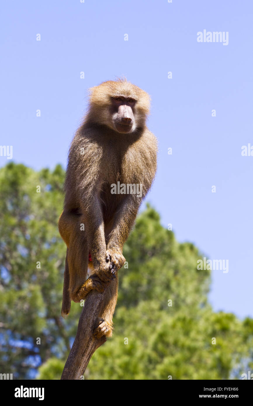 Babbuino (Papio hamadryas ursinus) in una struttura ad albero Foto Stock