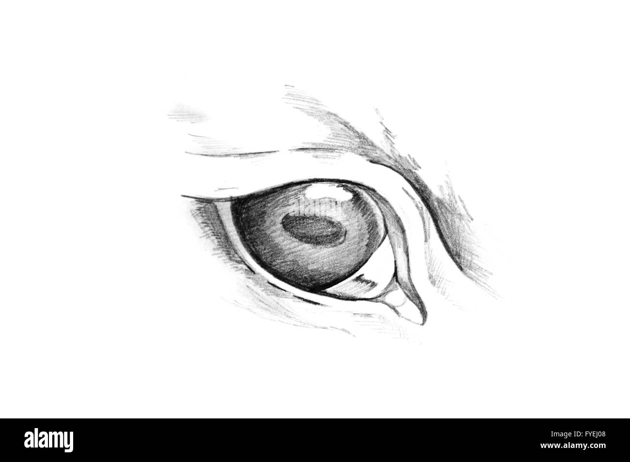 Schizzo di arte del tatuaggio, gli occhi degli animali Foto Stock