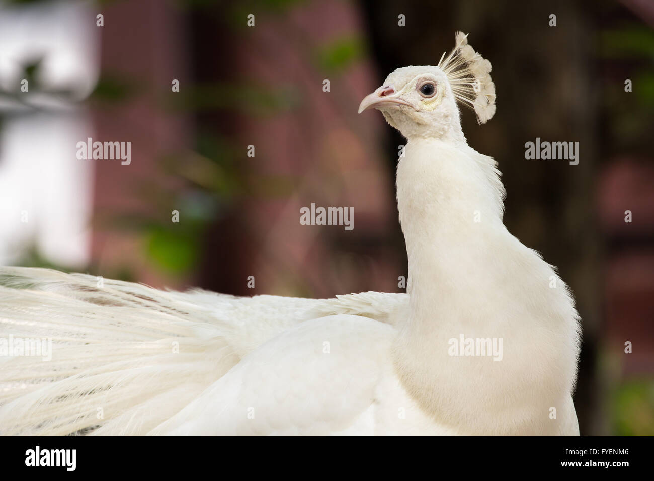 White Peacock piuma di pulizia Foto Stock