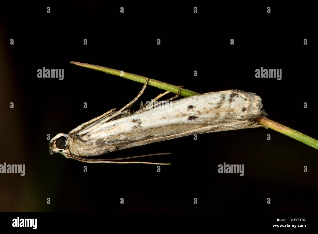 Phycitodes maritima micro moth. Piccolo Pyralid moth, un insetto della famiglia Pyralidae, nell'ordine Lepidoptera, a riposo Foto Stock