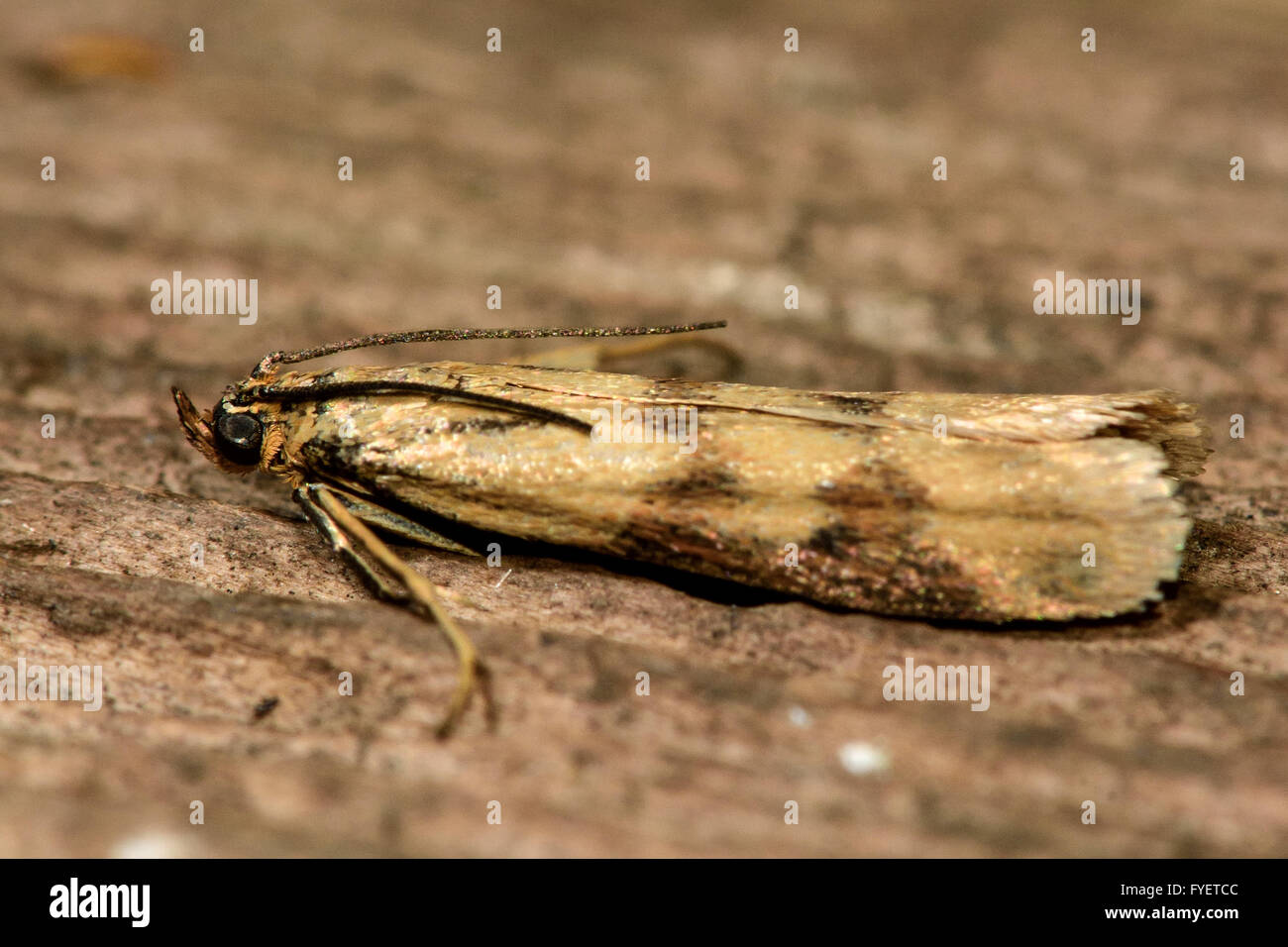 Homoeosoma sinuella micro moth. Piccolo Pyralid moth, un insetto della famiglia Pyralidae, nell'ordine Lepidoptera, a riposo Foto Stock