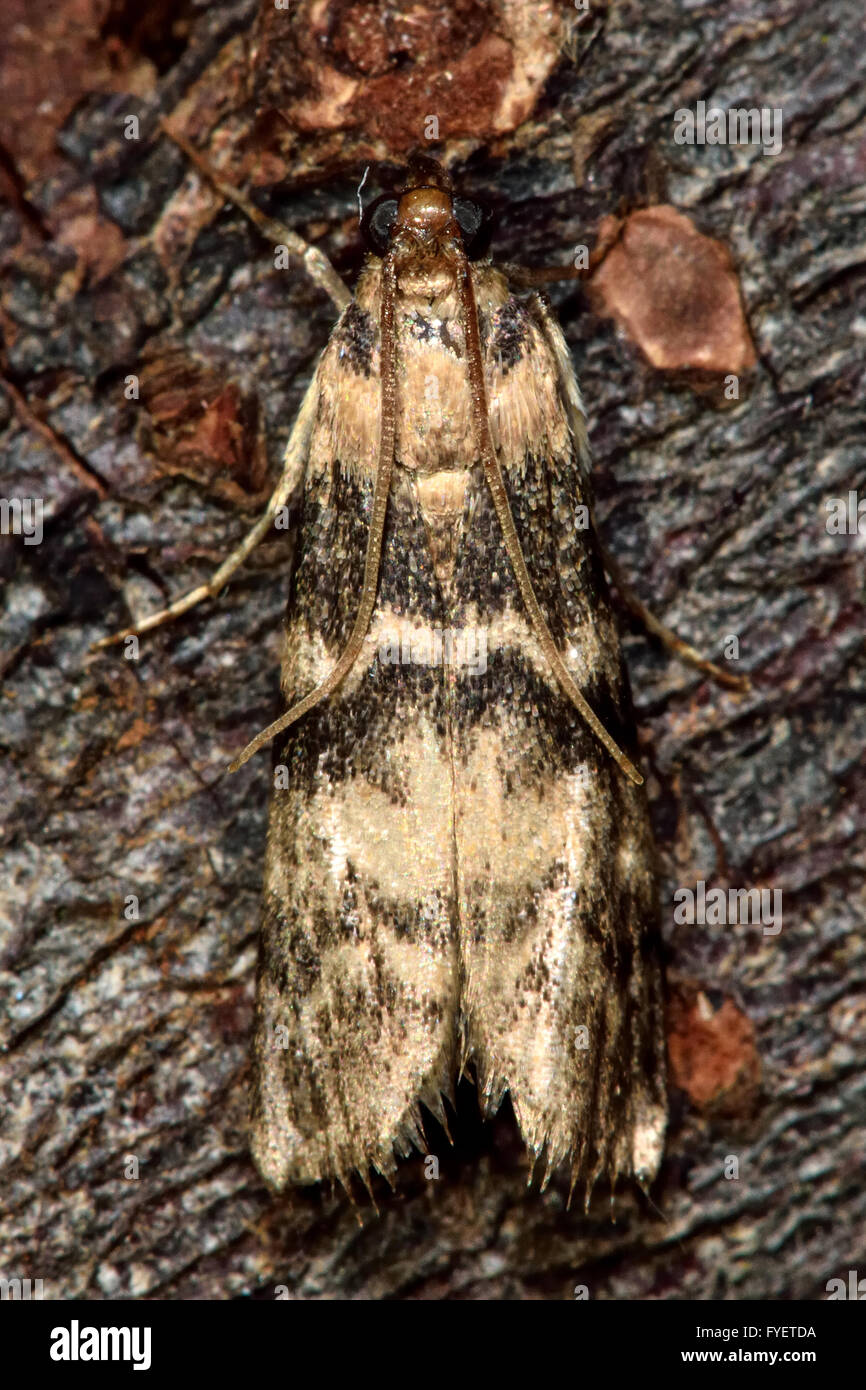 Euzophera pinguis micro moth. Piccolo Pyralid moth, un insetto della famiglia Pyralidae, nell'ordine Lepidoptera, a riposo Foto Stock