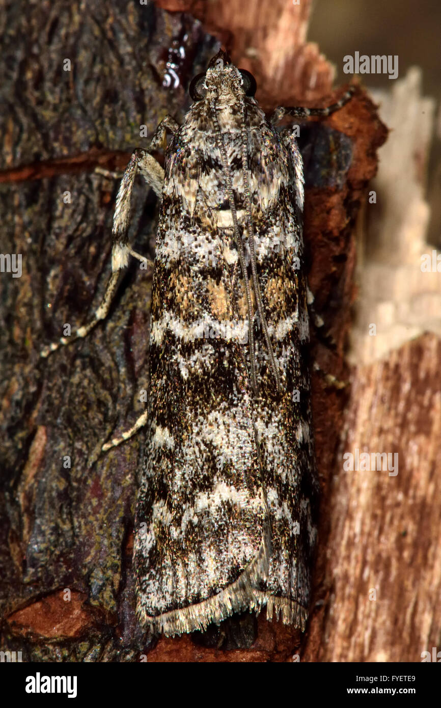 Dioryctria abietella micro moth. Piccolo Pyralid moth, un insetto della famiglia Pyralidae, nell'ordine Lepidoptera, a riposo Foto Stock