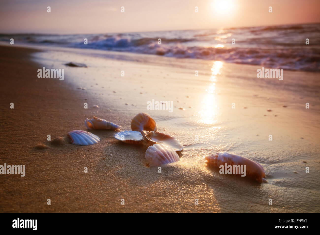 Conchiglie di mare sulla sabbia Foto Stock