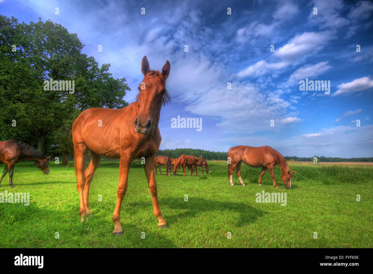 Bellissimi cavalli selvaggi sul campo perfetto. Foto Stock