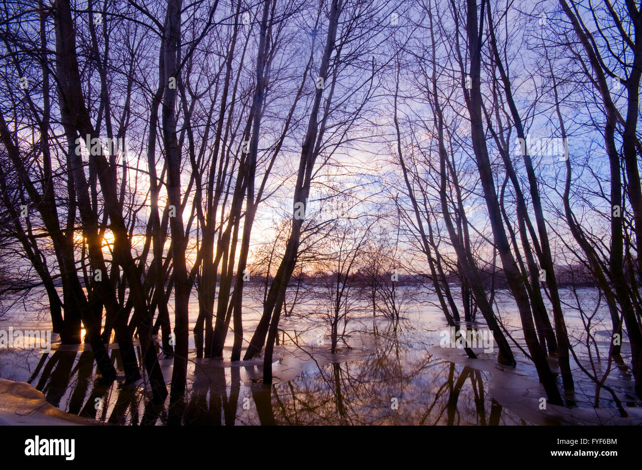 Silhouette di alberi in acqua durante il tramonto Foto Stock