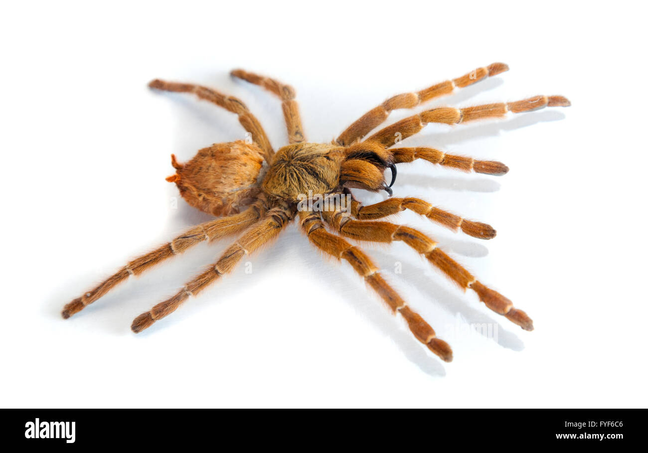Big hairy spider isolato su bianco Foto Stock