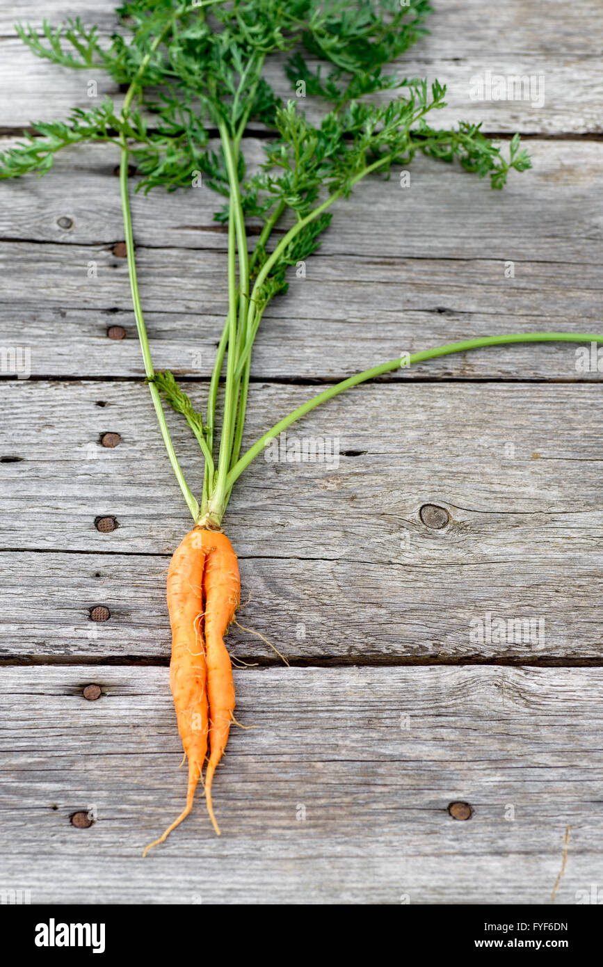 Alla moda di brutto organic baby carota da casa letto giardino fienile su tavola di legno, australiano cresciuto. Foto Stock