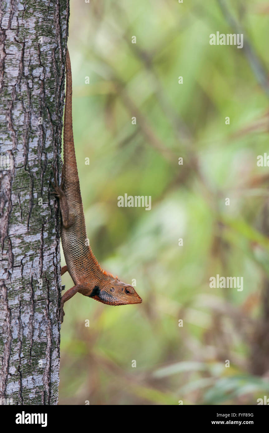 Una lucertola modificabile seduta a testa in giù sul lato di un albero, guardando la telecamera. Percorso di clipping incluso nel file. Foto Stock