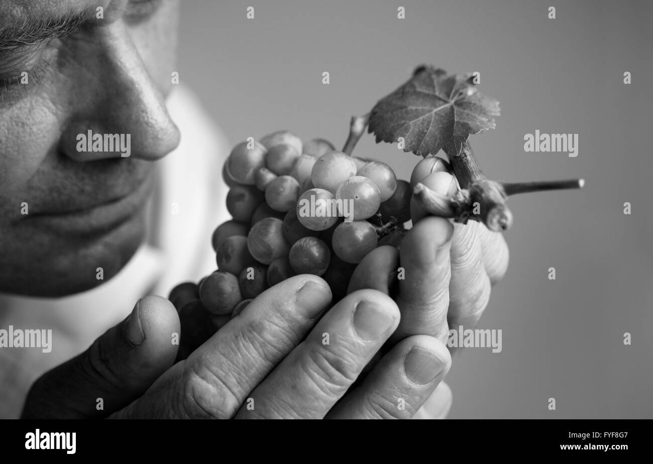 Ritratto orizzontale di un agricoltore che detiene un fresco di uve raccolte nelle sue mani e olfattivo Foto Stock