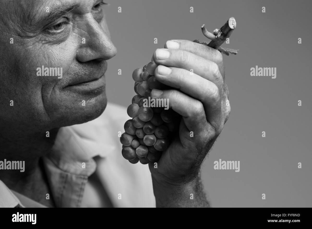 Ritratto orizzontale di un agricoltore che detiene un fresco di uve raccolte nella sua mano sinistra e olfattivo Foto Stock