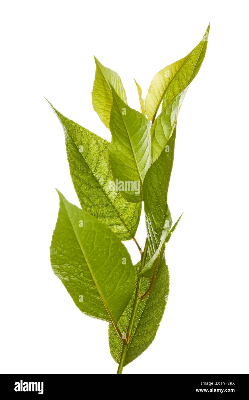 Ramo di ciliegio isolato su bianco Foto Stock