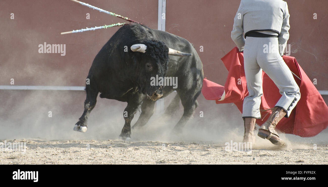 Lotta al toro immagine dalla Spagna. Toro nero Foto Stock